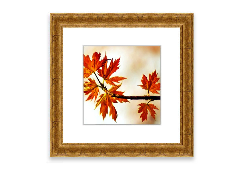 Arboreal Cornwall framed print showcasing a beautiful arboreal design, available in various frame colors.