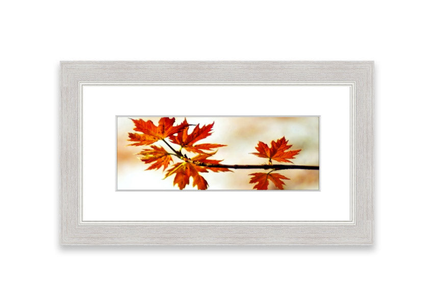 Arboreal Cornwall framed print showcasing a beautiful arboreal design, available in various frame colors.