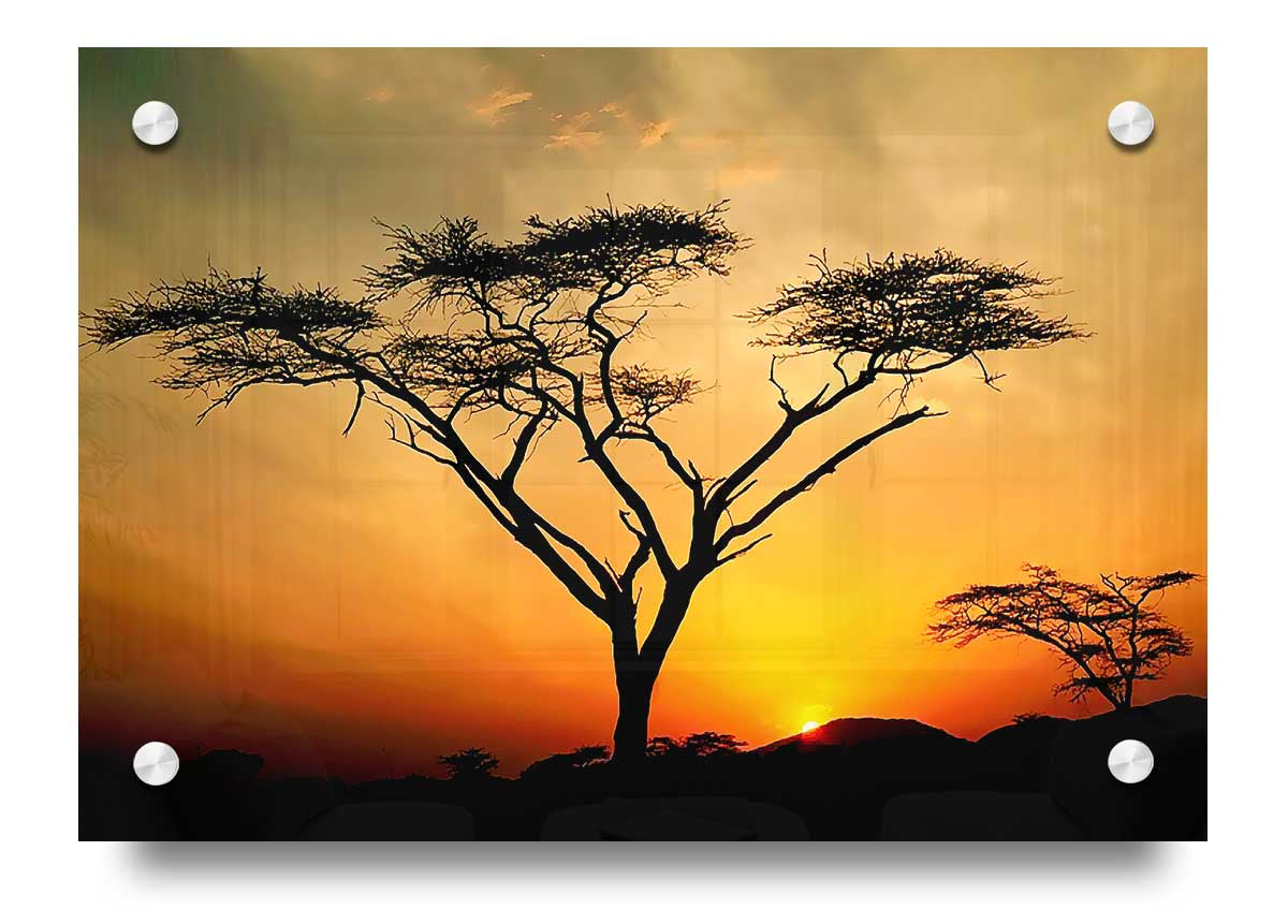 Arcania Tree Sunblaze acrylic print on 5mm thick glass, showcasing vibrant colors and intricate details.