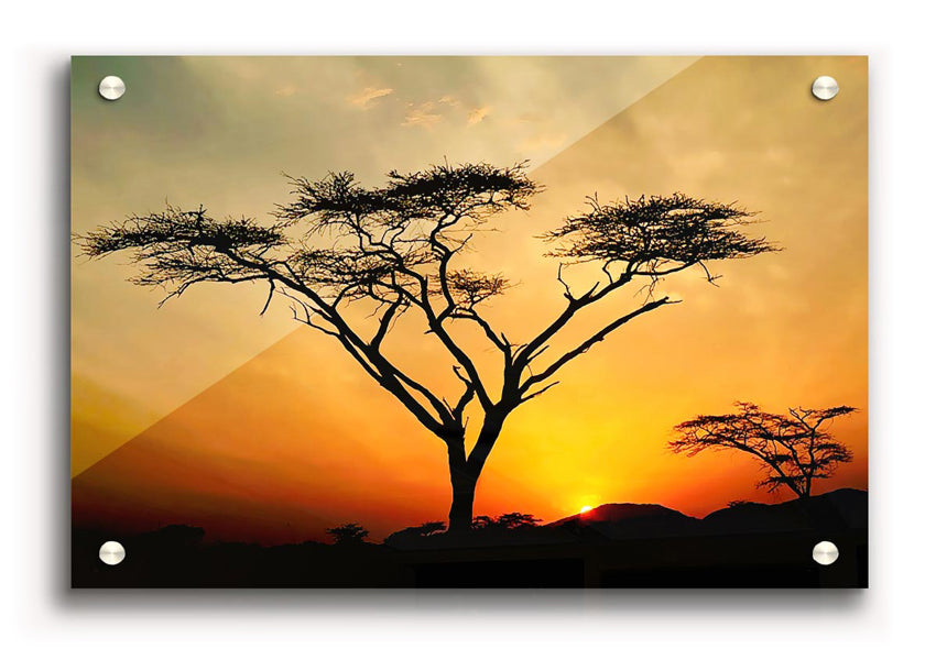 Arcania Tree Sunblaze acrylic print on 5mm thick glass, showcasing vibrant colors and intricate details.