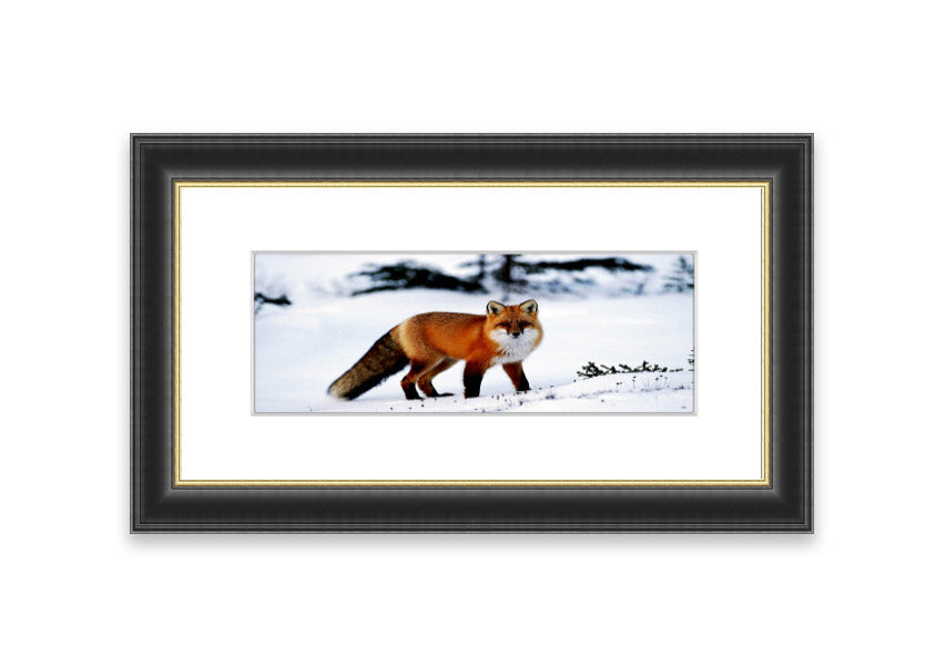 Framed print of an Arctic fox in a snowy landscape, showcasing its beauty and elegance.