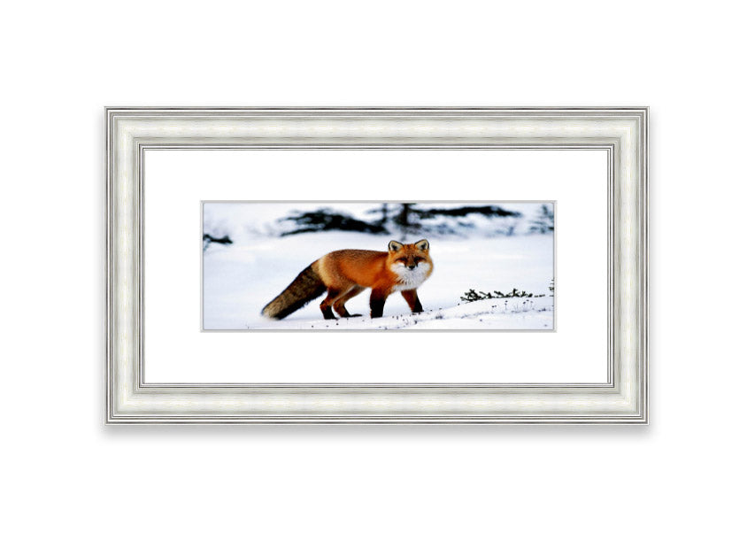 Framed print of an Arctic fox in a snowy landscape, showcasing its beauty and elegance.