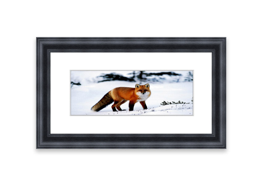 Framed print of an Arctic fox in a snowy landscape, showcasing its beauty and elegance.