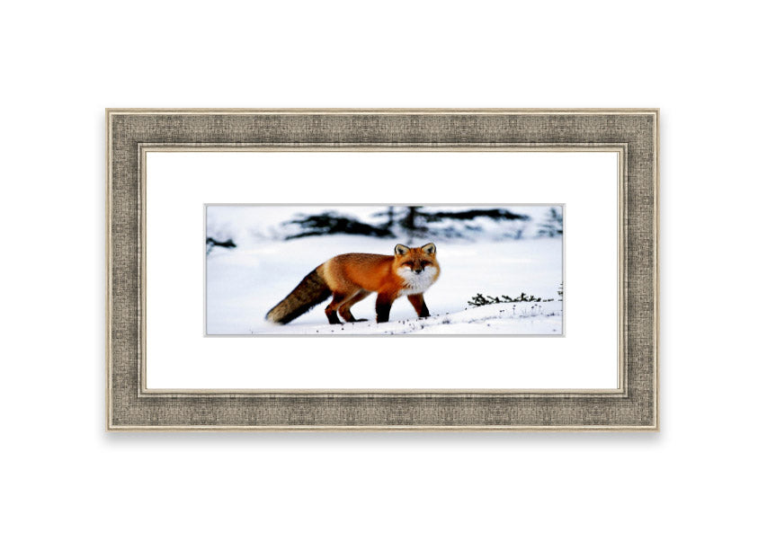 Framed print of an Arctic fox in a snowy landscape, showcasing its beauty and elegance.