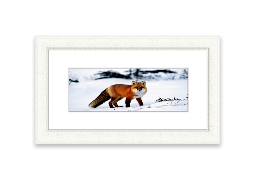 Framed print of an Arctic fox in a snowy landscape, showcasing its beauty and elegance.