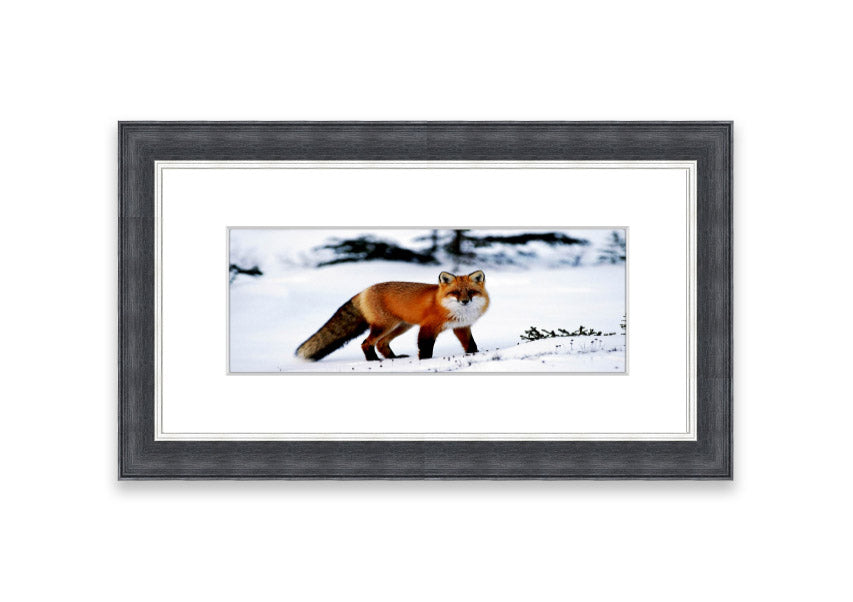 Framed print of an Arctic fox in a snowy landscape, showcasing its beauty and elegance.