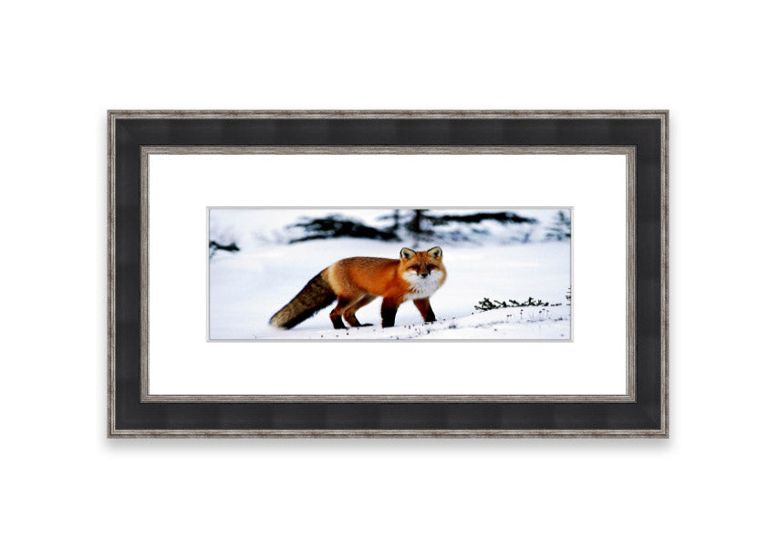 Framed print of an Arctic fox in a snowy landscape, showcasing its beauty and elegance.