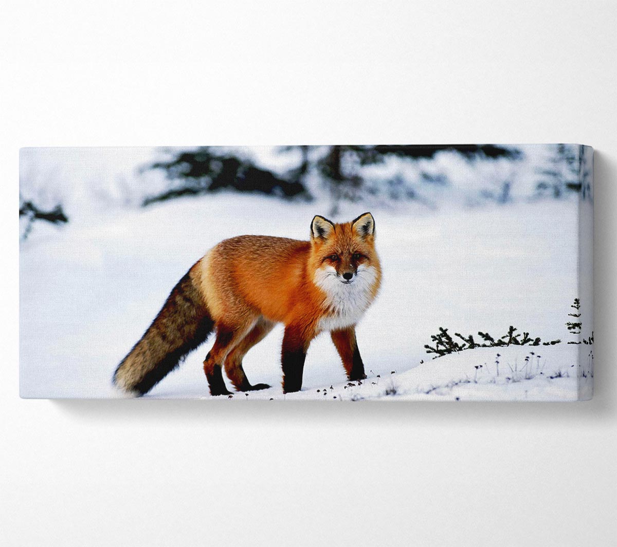 A beautiful Arctic fox standing in a snowy landscape, captured in vibrant colors on a canvas print.