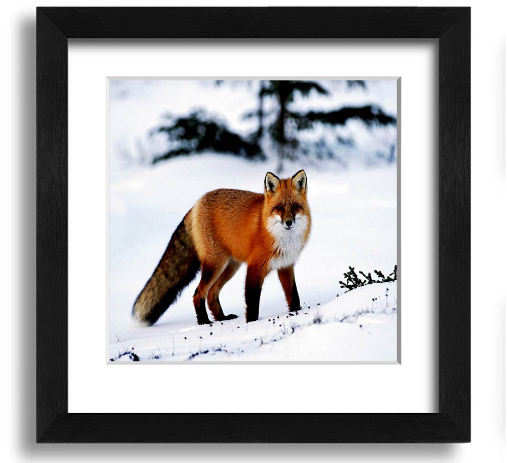 A beautifully framed print of an Arctic fox in a snowy landscape, showcasing its elegant fur and serene environment.