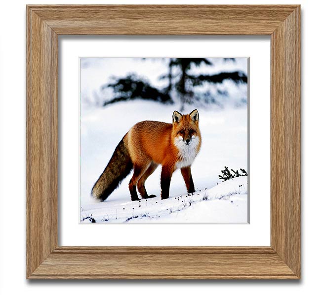 A beautifully framed print of an Arctic fox in a snowy landscape, showcasing its elegant fur and serene environment.