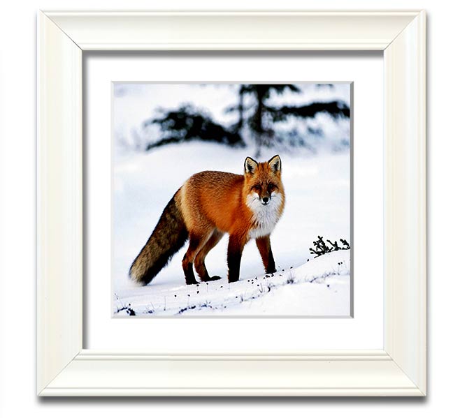 A beautifully framed print of an Arctic fox in a snowy landscape, showcasing its elegant fur and serene environment.