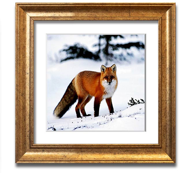 A beautifully framed print of an Arctic fox in a snowy landscape, showcasing its elegant fur and serene environment.