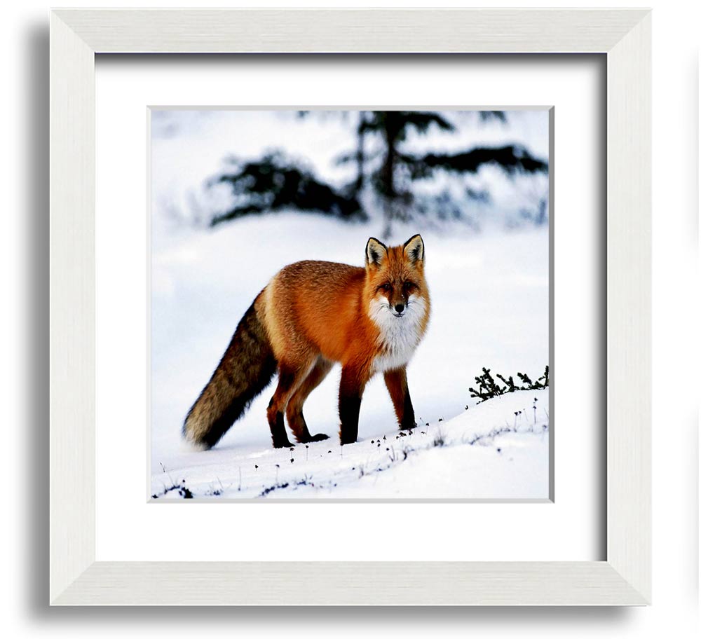 A beautifully framed print of an Arctic fox in a snowy landscape, showcasing its elegant fur and serene environment.