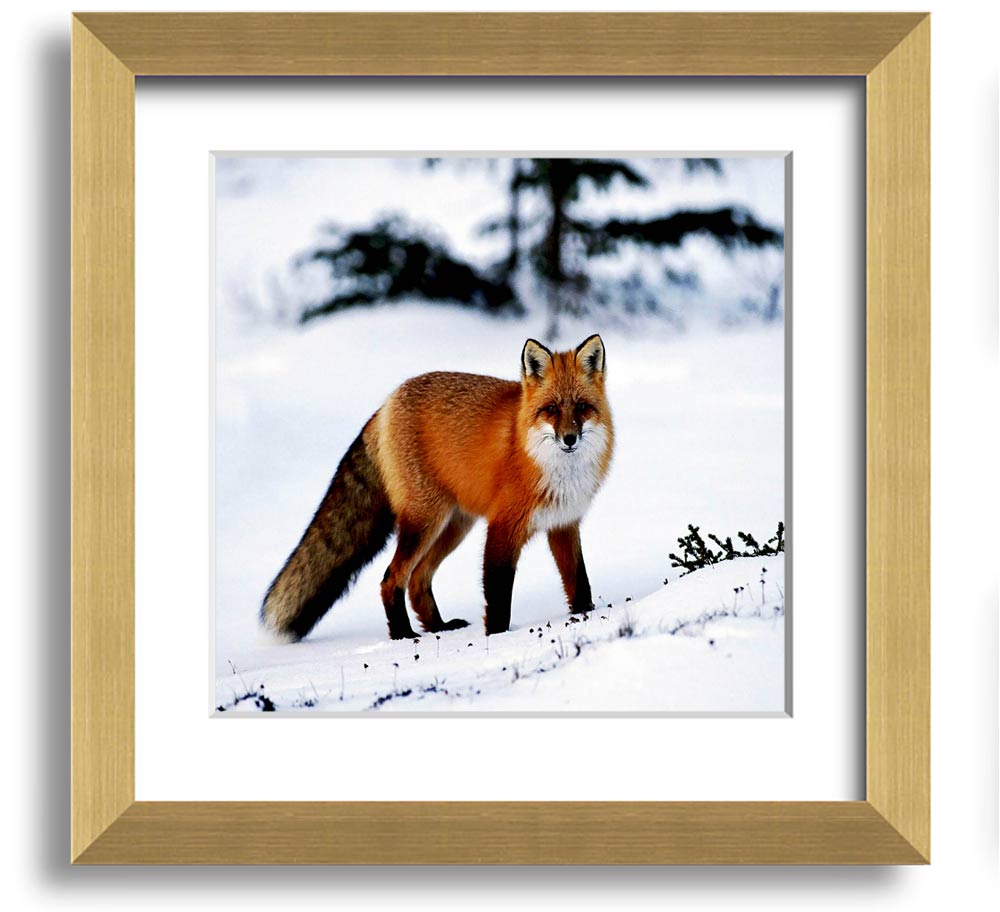 A beautifully framed print of an Arctic fox in a snowy landscape, showcasing its elegant fur and serene environment.