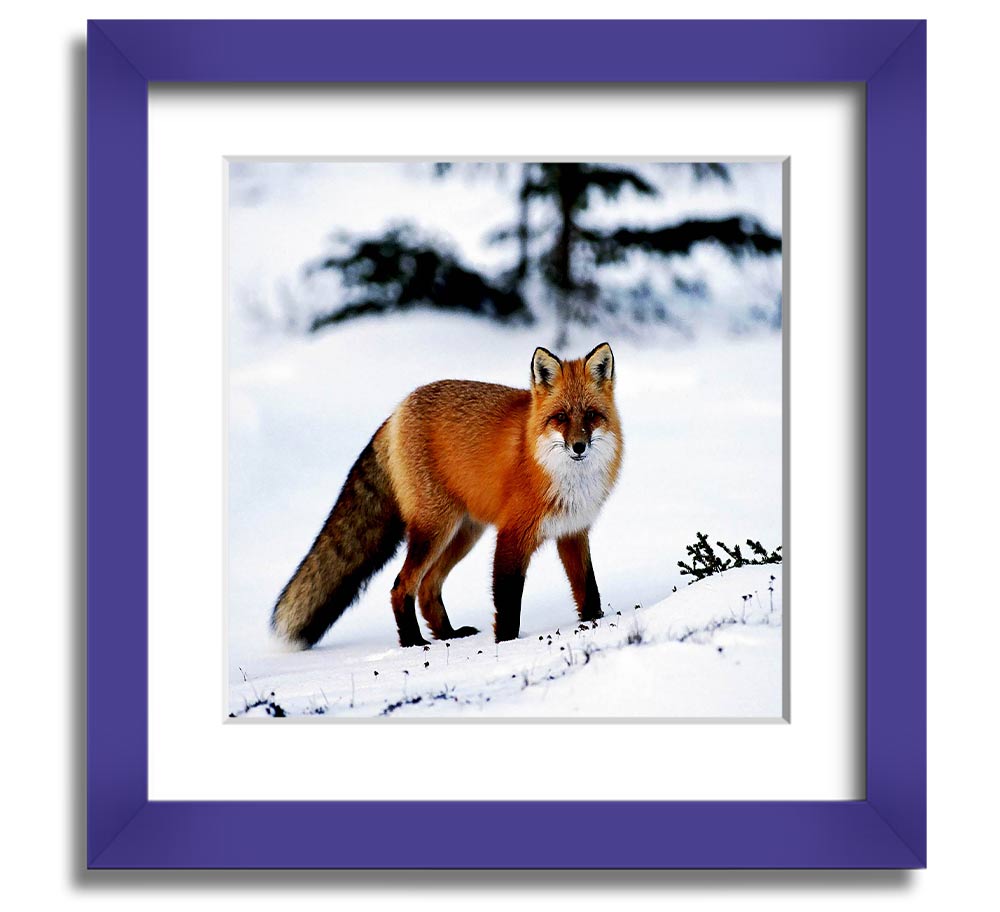 A beautifully framed print of an Arctic fox in a snowy landscape, showcasing its elegant fur and serene environment.