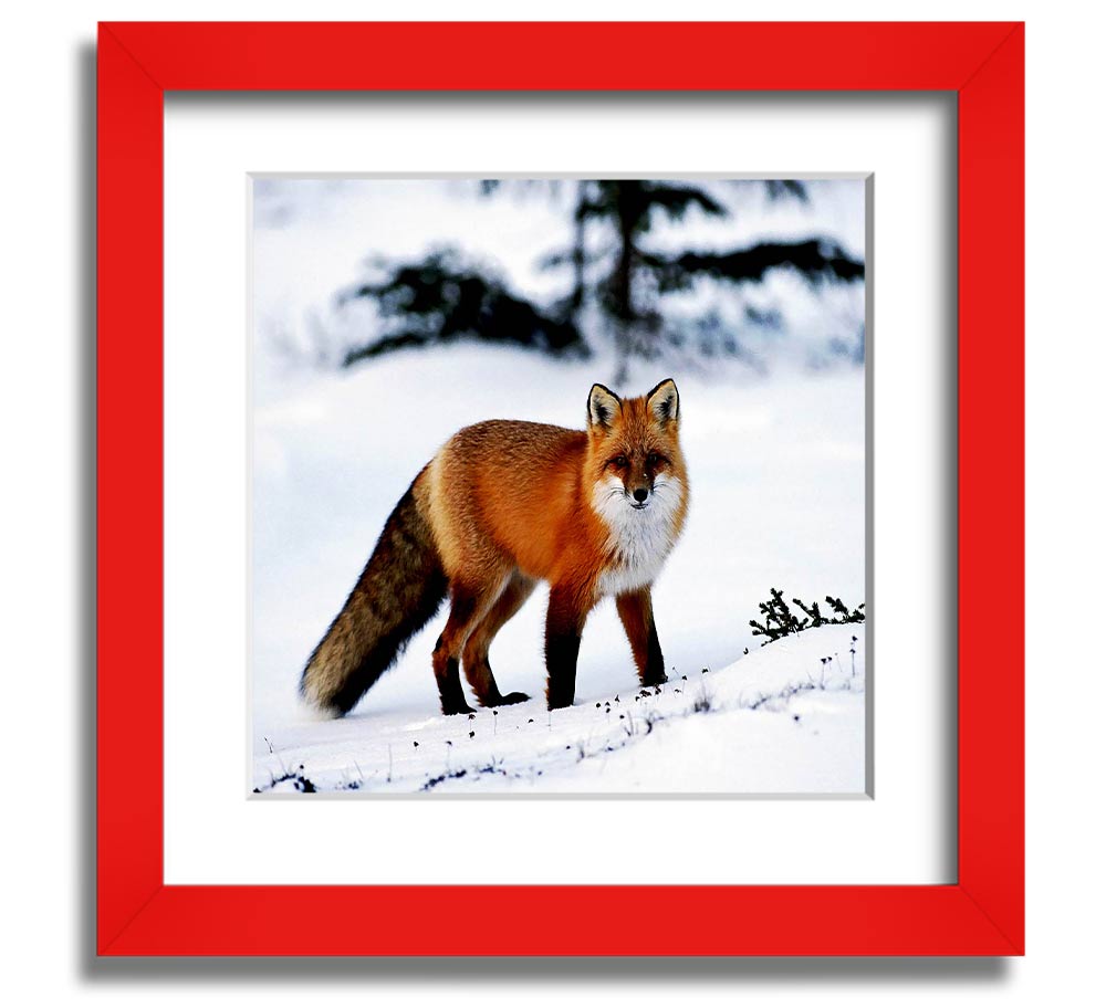 A beautifully framed print of an Arctic fox in a snowy landscape, showcasing its elegant fur and serene environment.