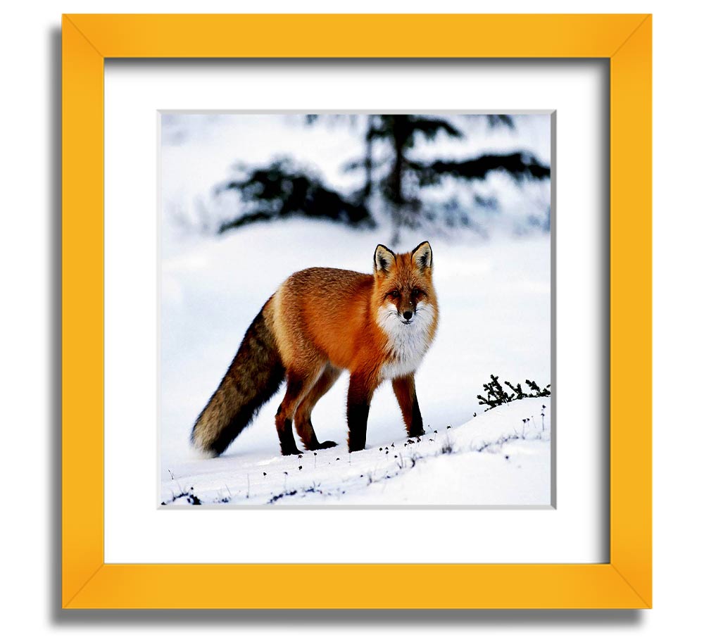 A beautifully framed print of an Arctic fox in a snowy landscape, showcasing its elegant fur and serene environment.