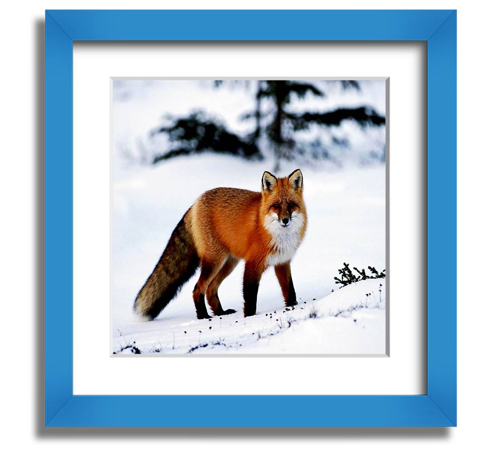 A beautifully framed print of an Arctic fox in a snowy landscape, showcasing its elegant fur and serene environment.