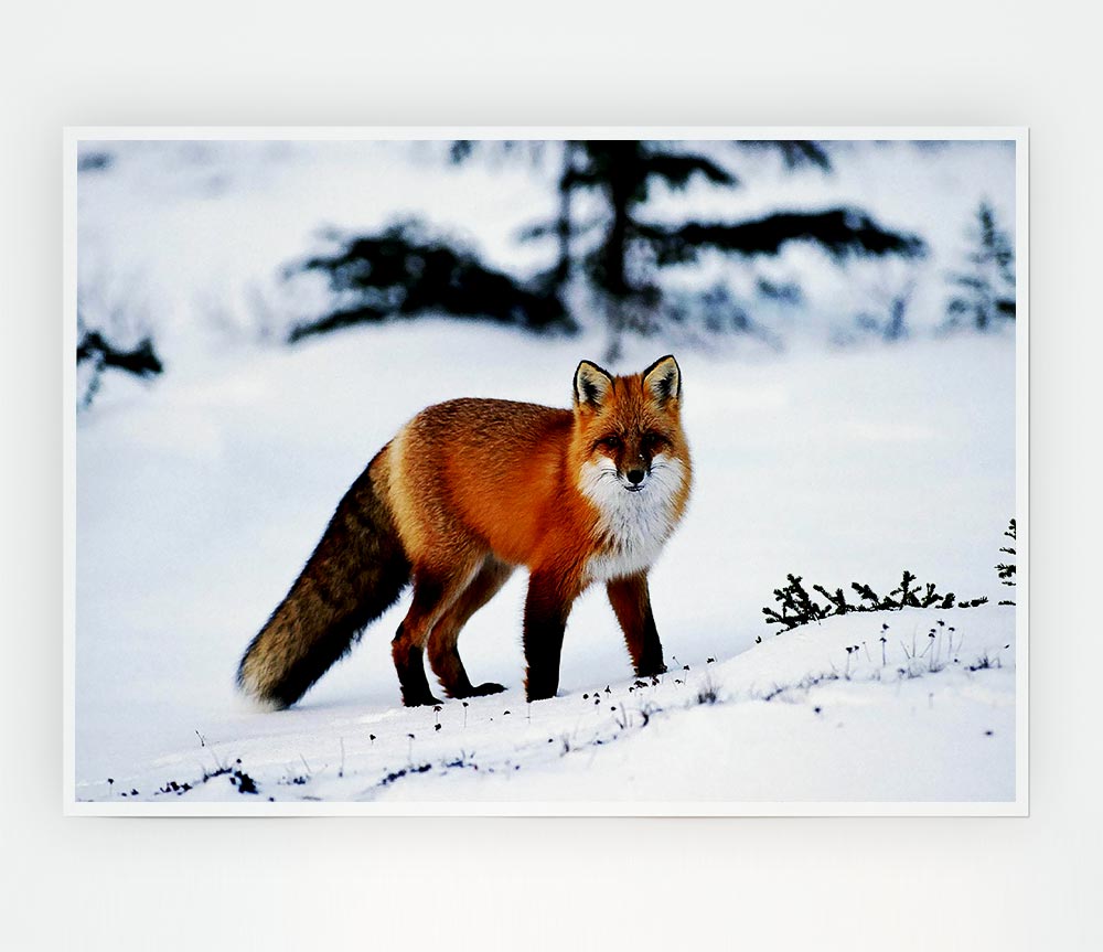 A beautiful Arctic fox standing in a snowy landscape, captured in a high-quality canvas poster.