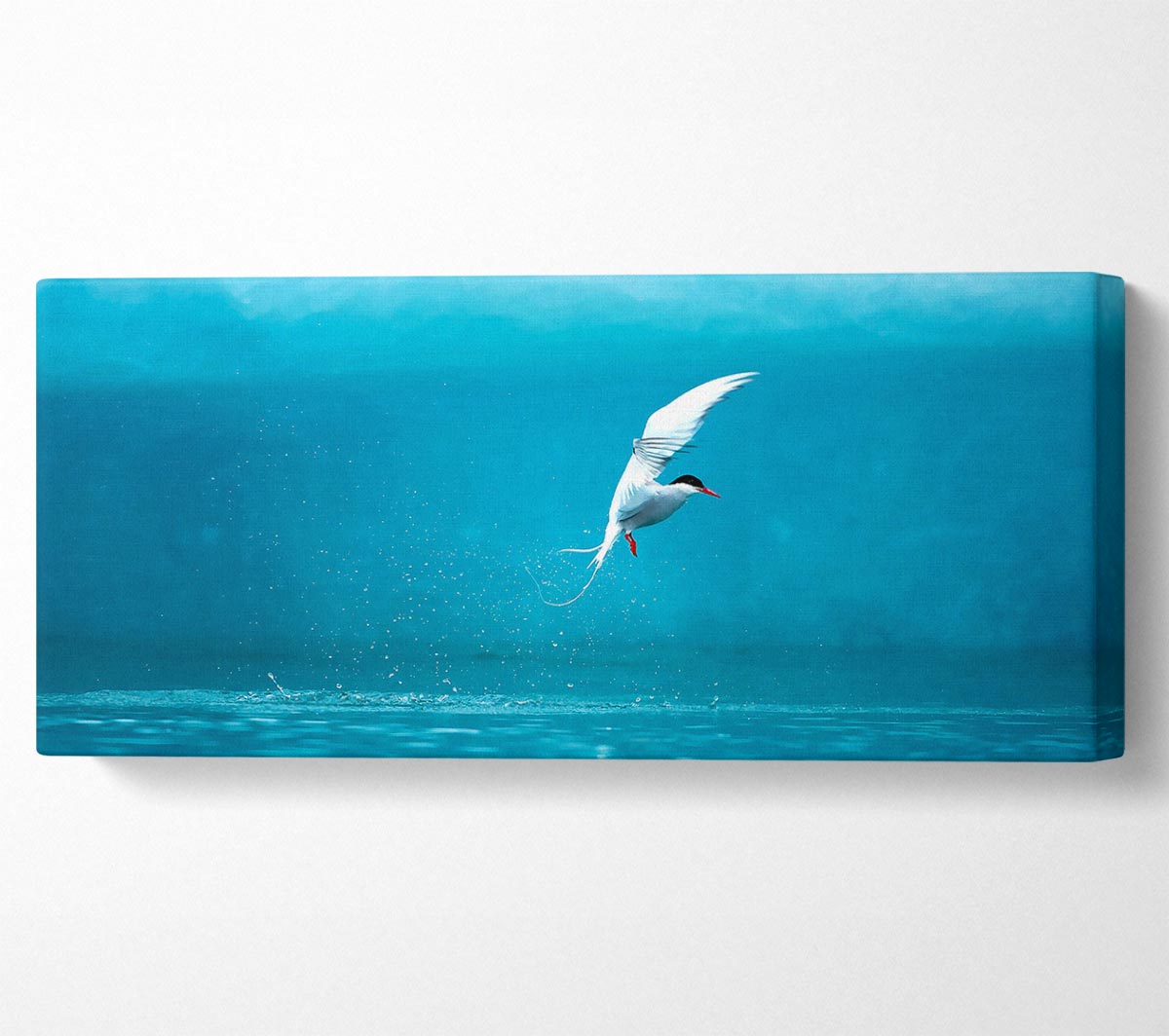 A vibrant Arctic Tern canvas art piece mounted on a sturdy 44mm box frame, showcasing the beauty of the bird in flight.