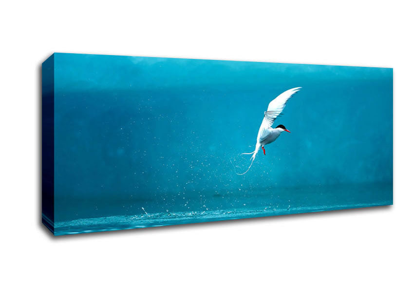 A vibrant Arctic Tern canvas art piece mounted on a sturdy 44mm box frame, showcasing the beauty of the bird in flight.