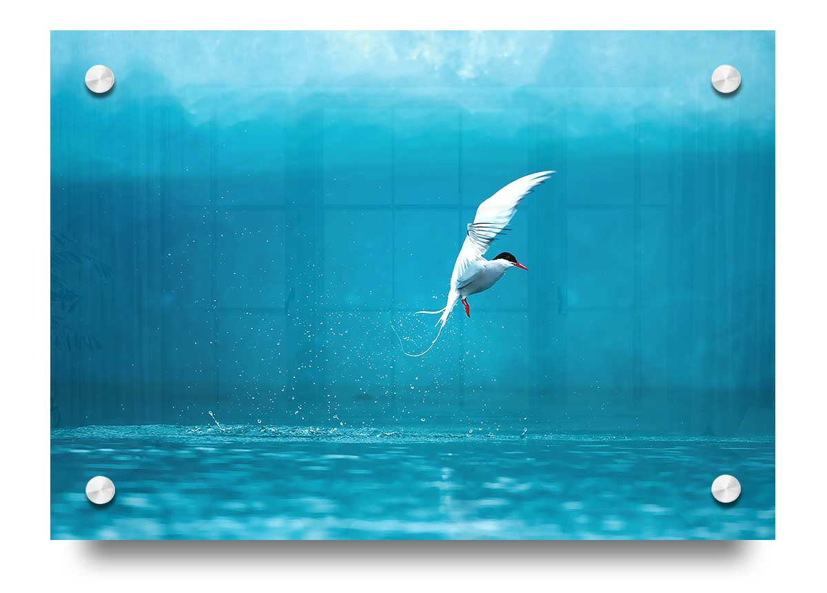 A vibrant acrylic print of an Arctic Tern, showcasing its striking colors and details, mounted on a wall.