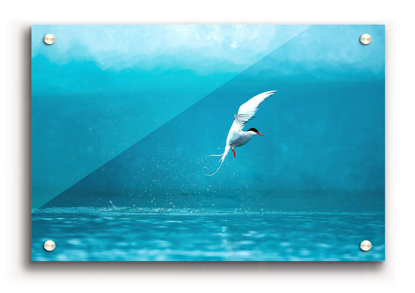 A vibrant acrylic print of an Arctic Tern, showcasing its striking colors and details, mounted on a wall.