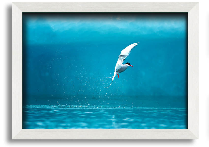 A beautifully framed Arctic Tern print showcasing vibrant colors and intricate details, ready to hang on the wall.