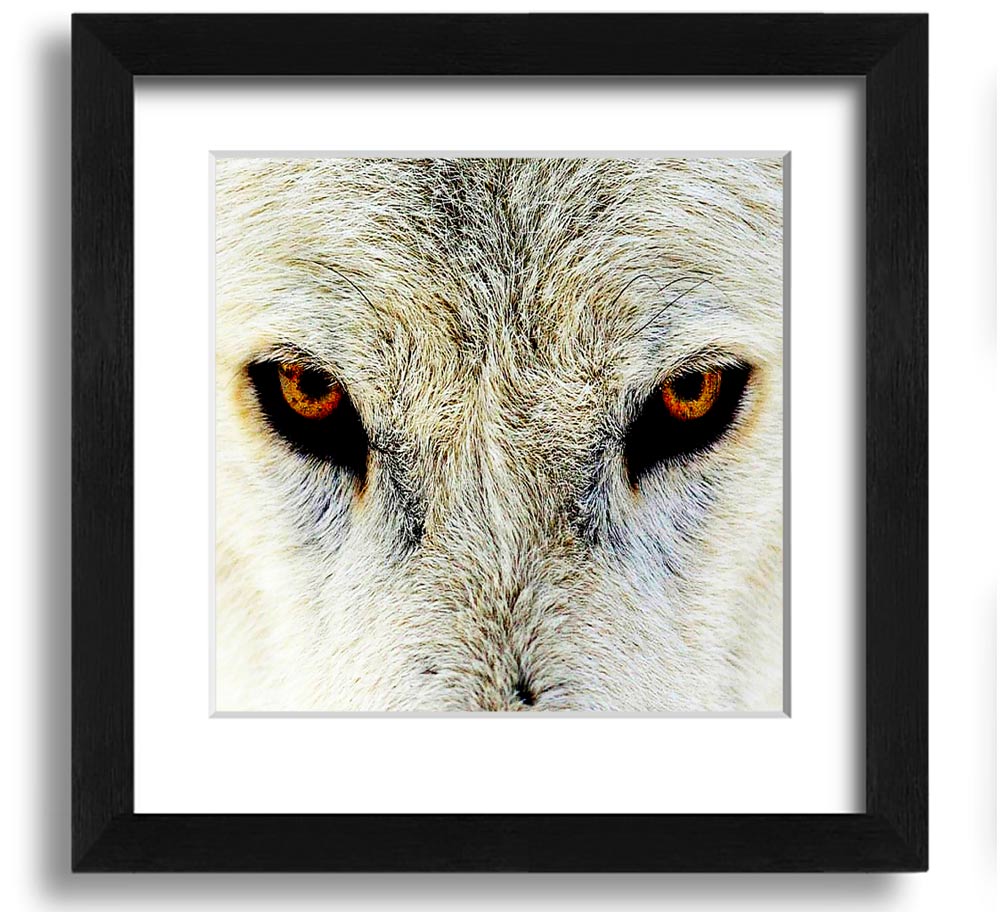 A beautifully framed print of Arctic wolf eyes, showcasing intricate details and vibrant colors, ready to hang on the wall.