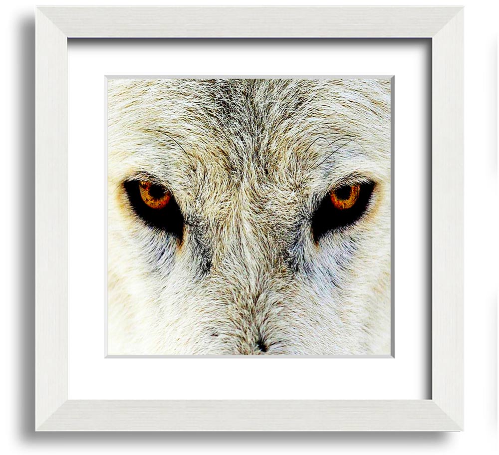 A beautifully framed print of Arctic wolf eyes, showcasing intricate details and vibrant colors, ready to hang on the wall.