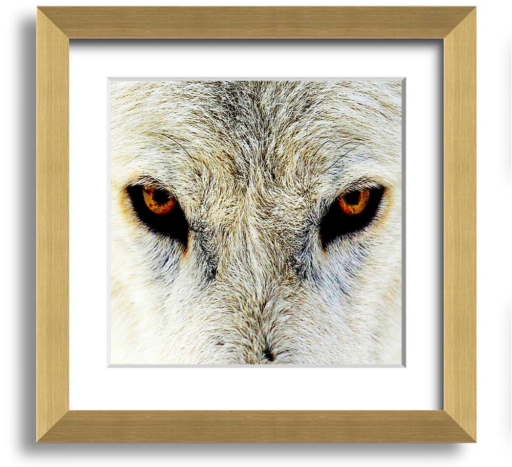 A beautifully framed print of Arctic wolf eyes, showcasing intricate details and vibrant colors, ready to hang on the wall.