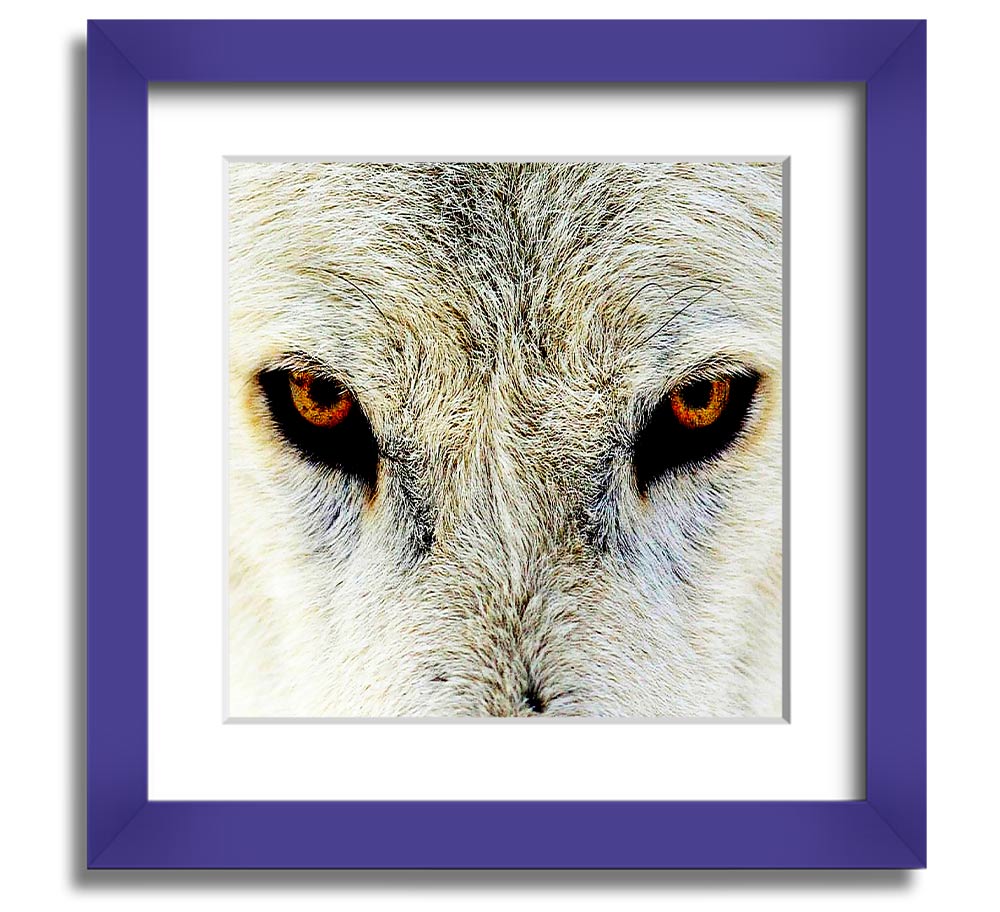 A beautifully framed print of Arctic wolf eyes, showcasing intricate details and vibrant colors, ready to hang on the wall.