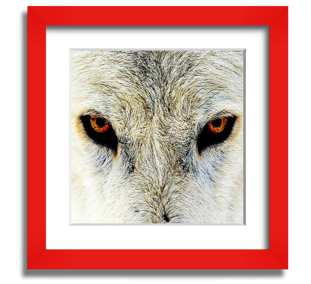 A beautifully framed print of Arctic wolf eyes, showcasing intricate details and vibrant colors, ready to hang on the wall.