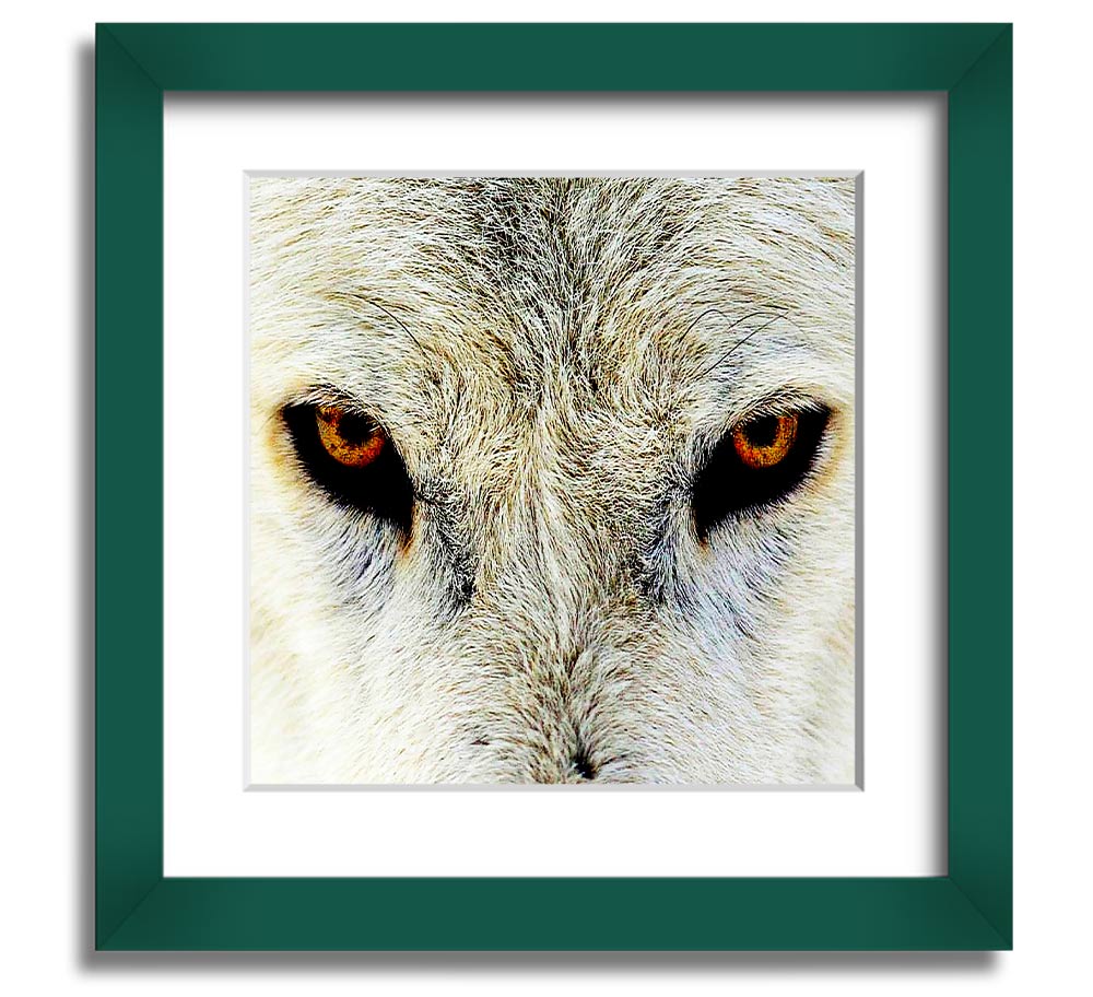 A beautifully framed print of Arctic wolf eyes, showcasing intricate details and vibrant colors, ready to hang on the wall.