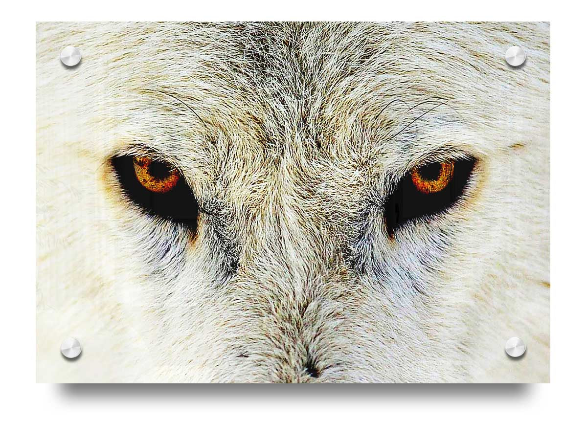 Acrylic print featuring the striking eyes of an Arctic wolf, showcasing vibrant colors and a sleek design.