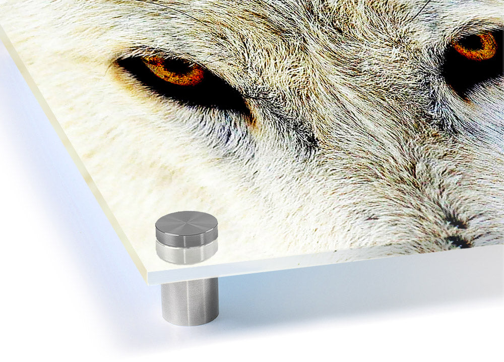 Acrylic print featuring the striking eyes of an Arctic wolf, showcasing vibrant colors and a sleek design.