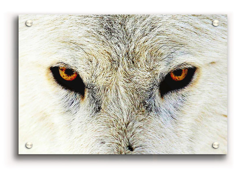 Acrylic print featuring the striking eyes of an Arctic wolf, showcasing vibrant colors and a sleek design.