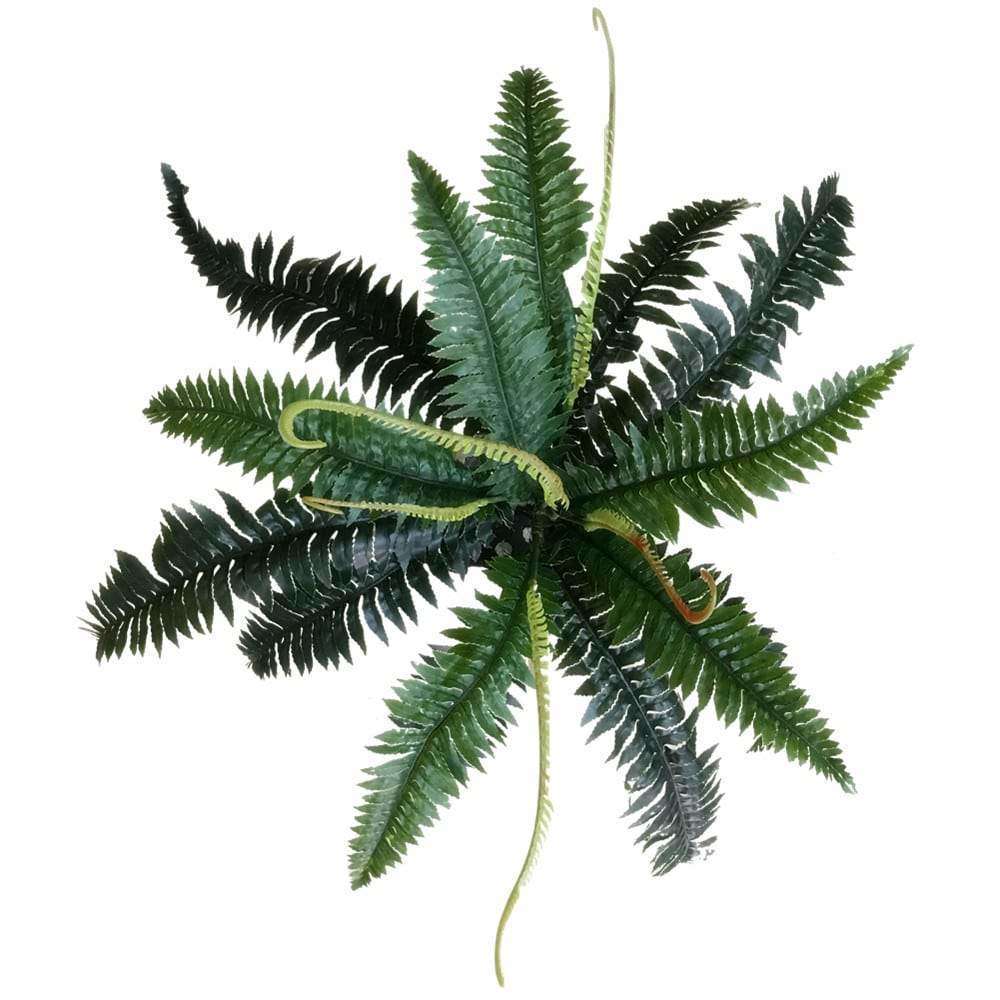 Artificial Dark Green Boston Fern standing 60cm tall with lush, realistic leaves, perfect for indoor and outdoor decor.