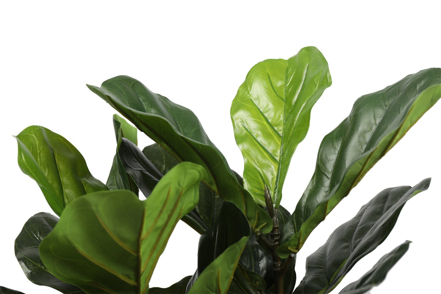 70cm artificial fiddle leaf fig tree in a black planter, showcasing lush green leaves and a realistic trunk.