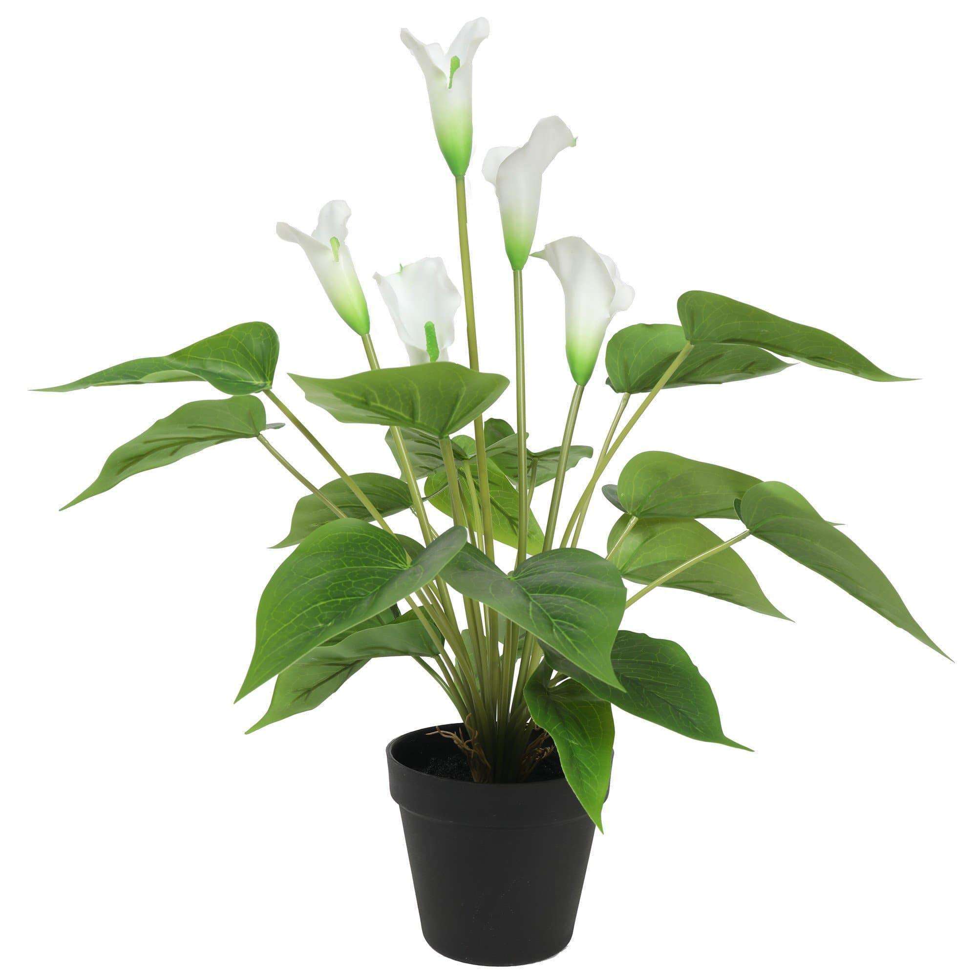 A 50cm artificial flowering white peace lily in a decorative black pot, showcasing realistic flowers and lush green leaves.