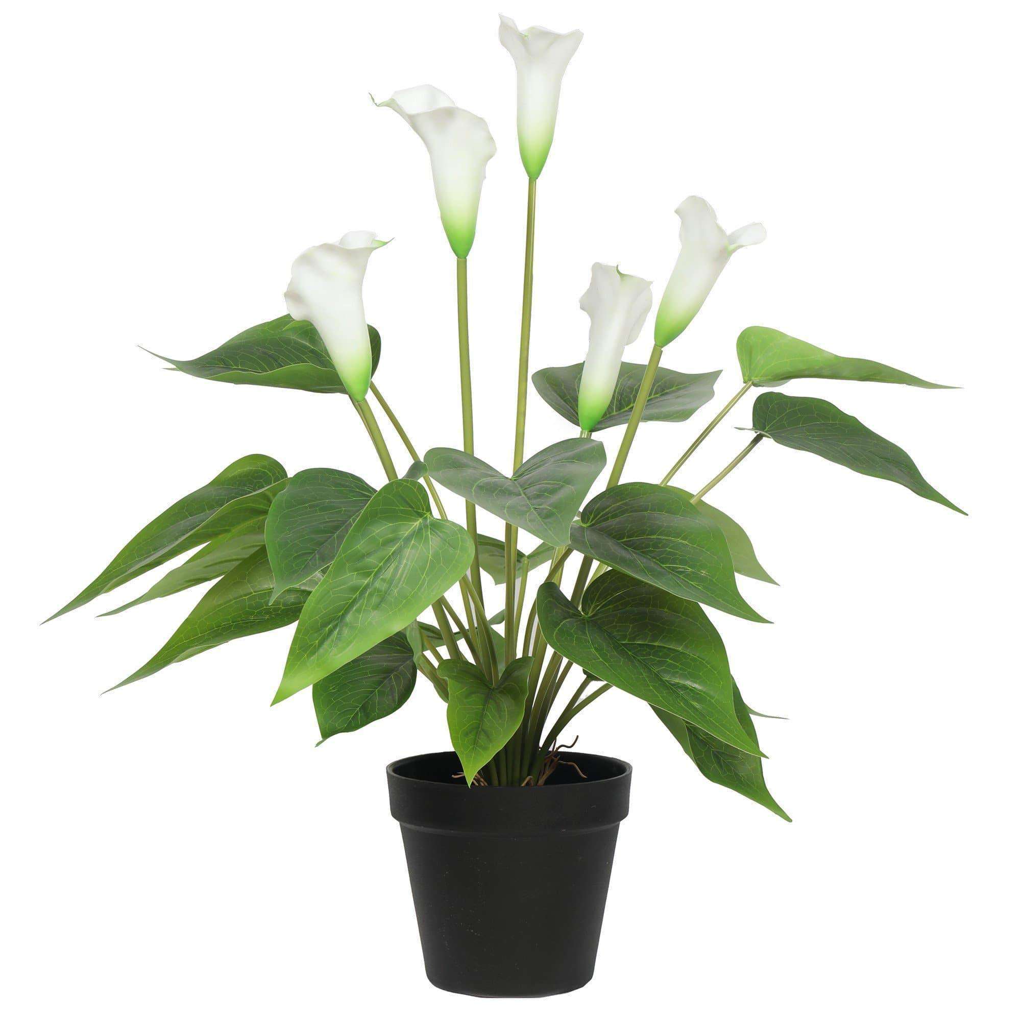 A 50cm artificial flowering white peace lily in a decorative black pot, showcasing realistic flowers and lush green leaves.