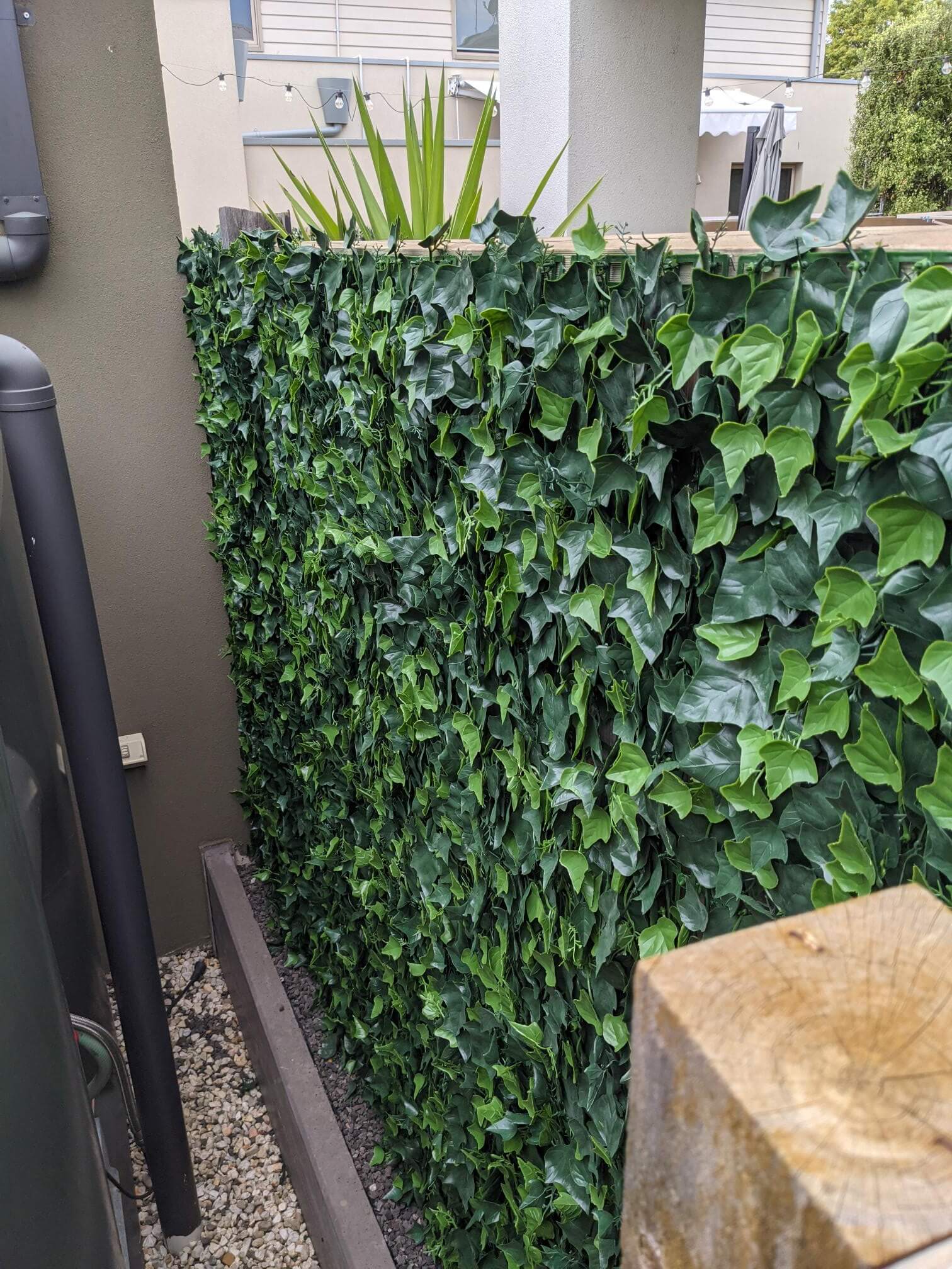 Green ivy growing on wall