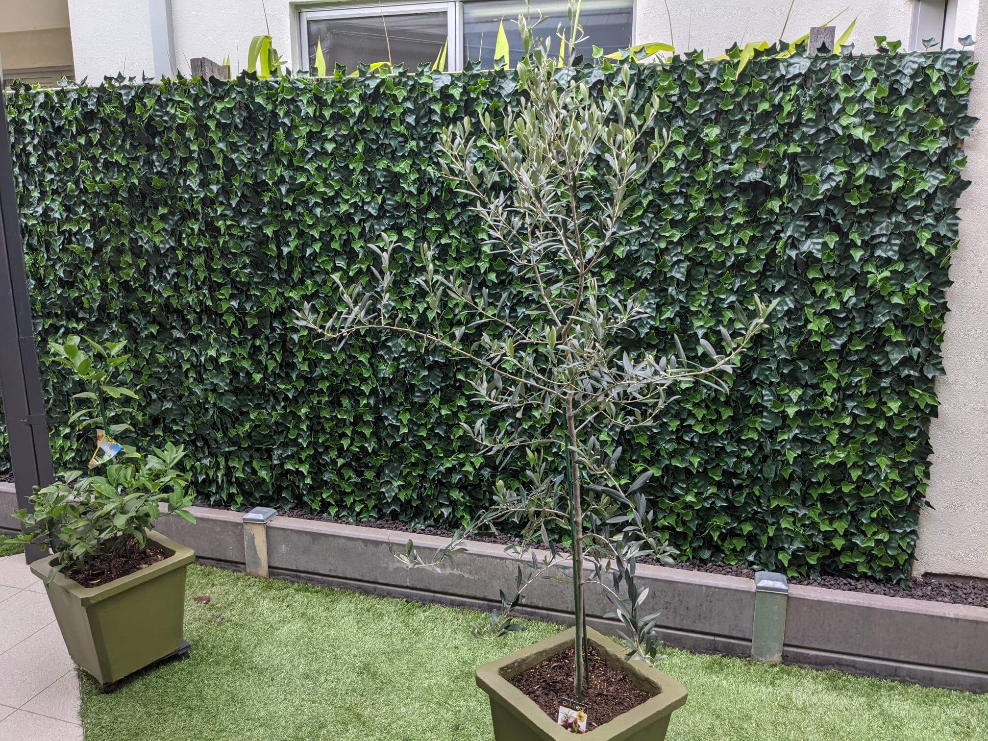 Potted plants against ivy wall