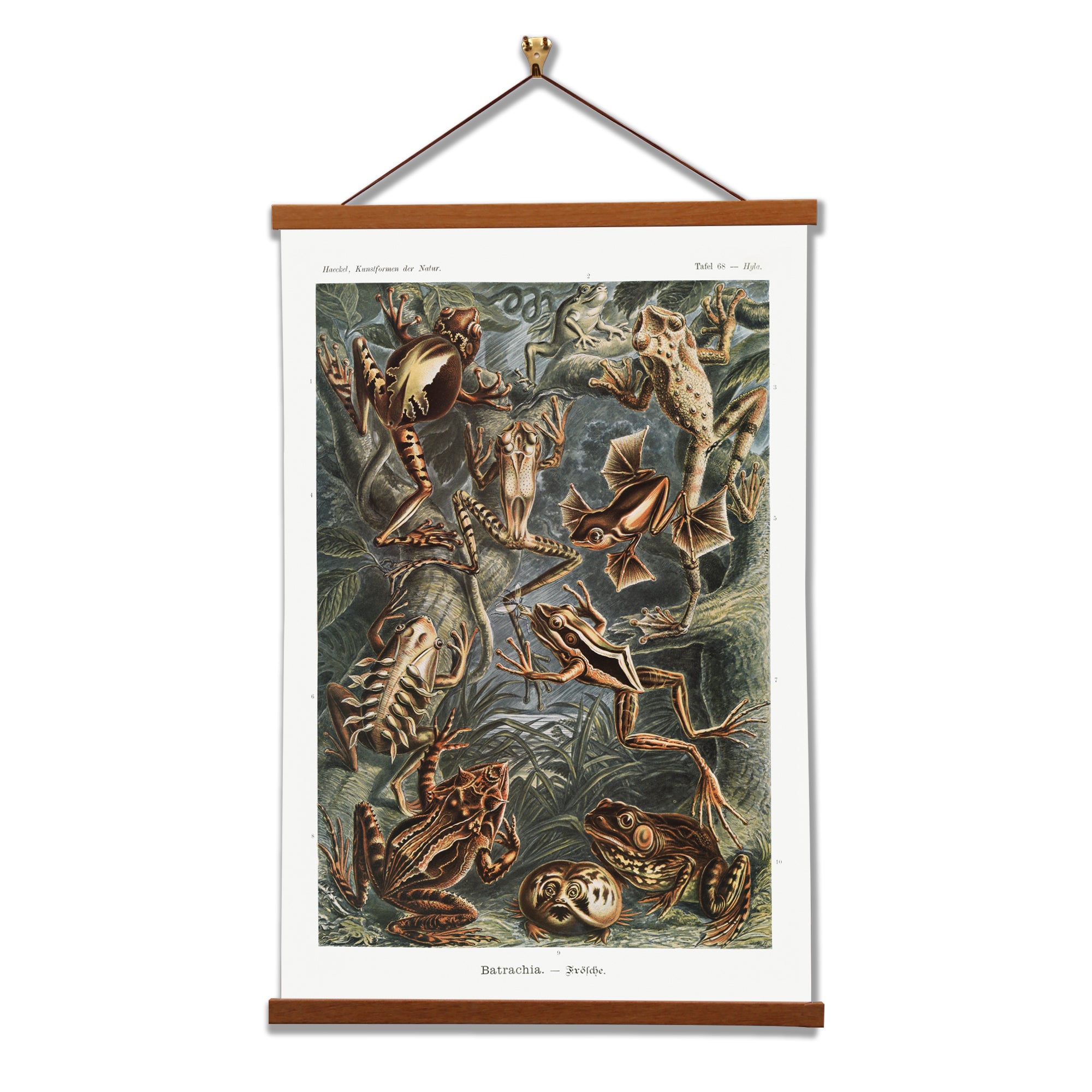 Batrachia–Frösche canvas print by Ernst Haeckel featuring detailed illustrations of various frog species in vibrant colors.