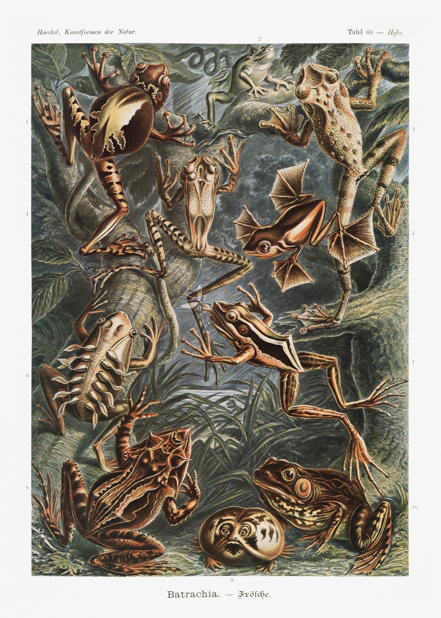 Batrachia–Frösche canvas print by Ernst Haeckel featuring detailed illustrations of various frog species in vibrant colors.