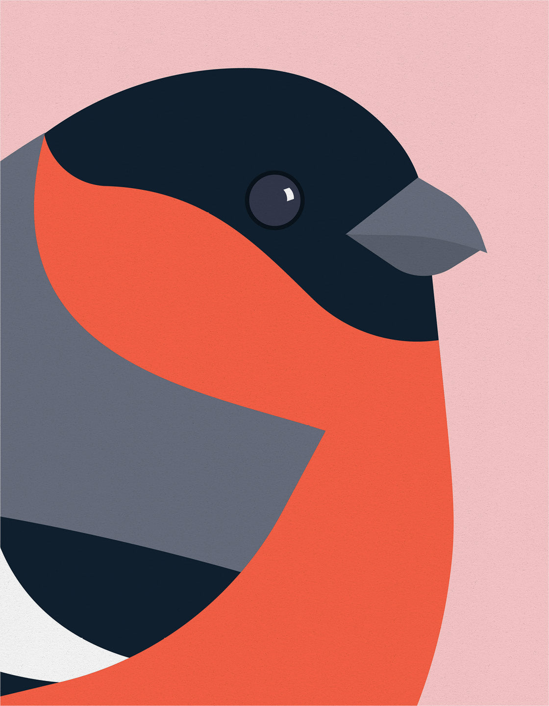 A vibrant Bullfinch bird print showcasing its colorful plumage against a minimalist background, perfect for modern decor.