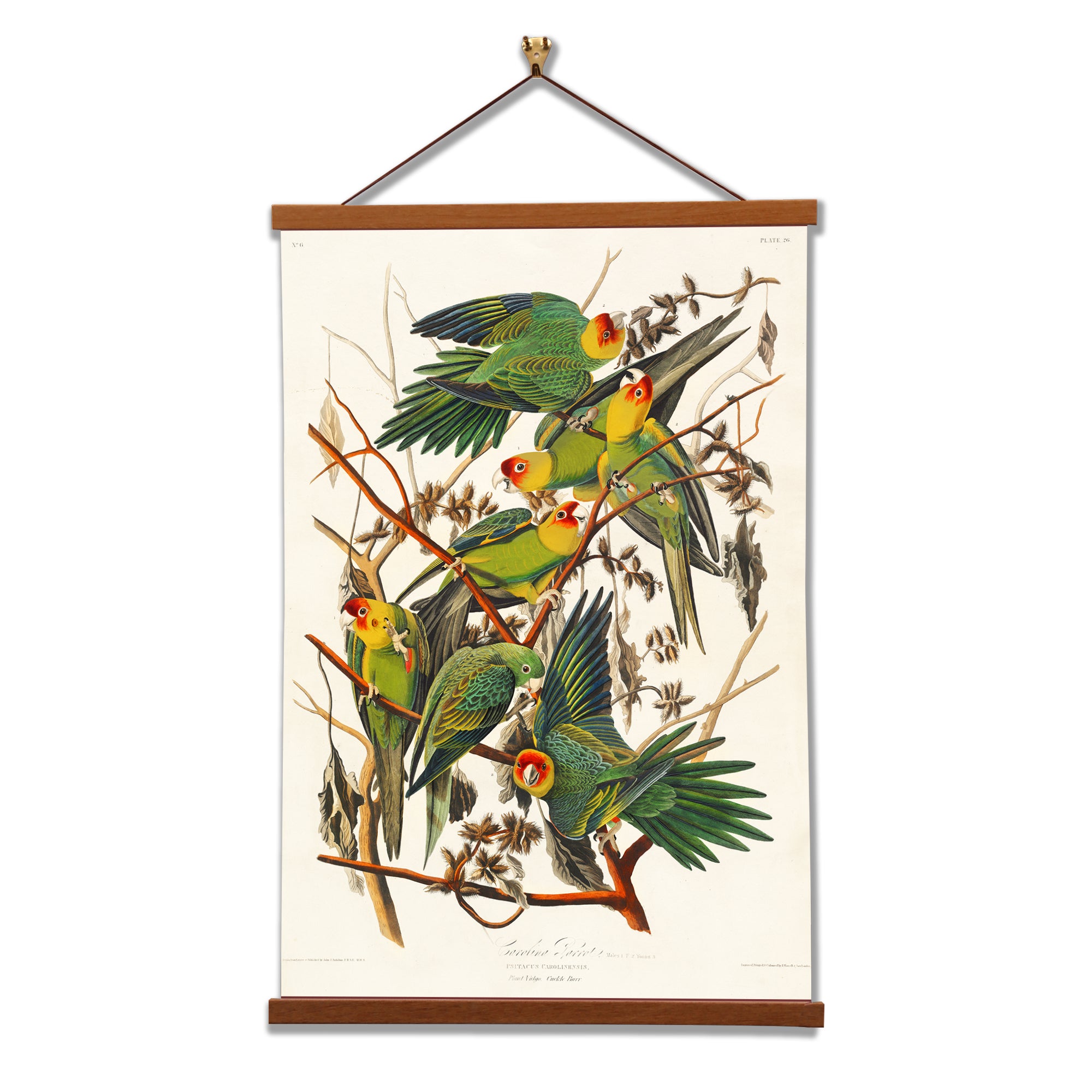 A vibrant canvas print of the Carolina Parrot by John James Audubon, showcasing the bird's colorful plumage and intricate details.