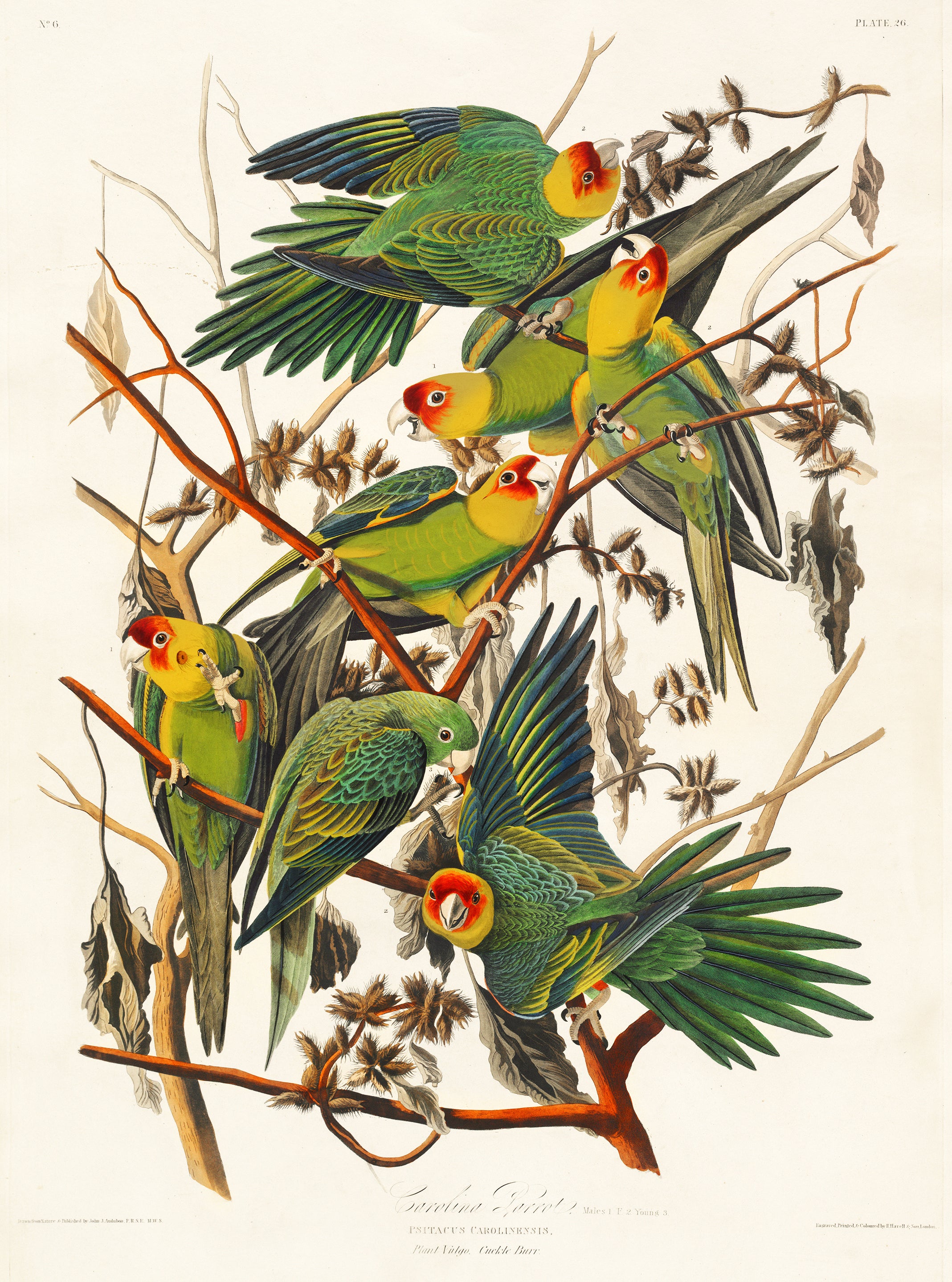 A vibrant canvas print of the Carolina Parrot by John James Audubon, showcasing the bird's colorful plumage and intricate details.