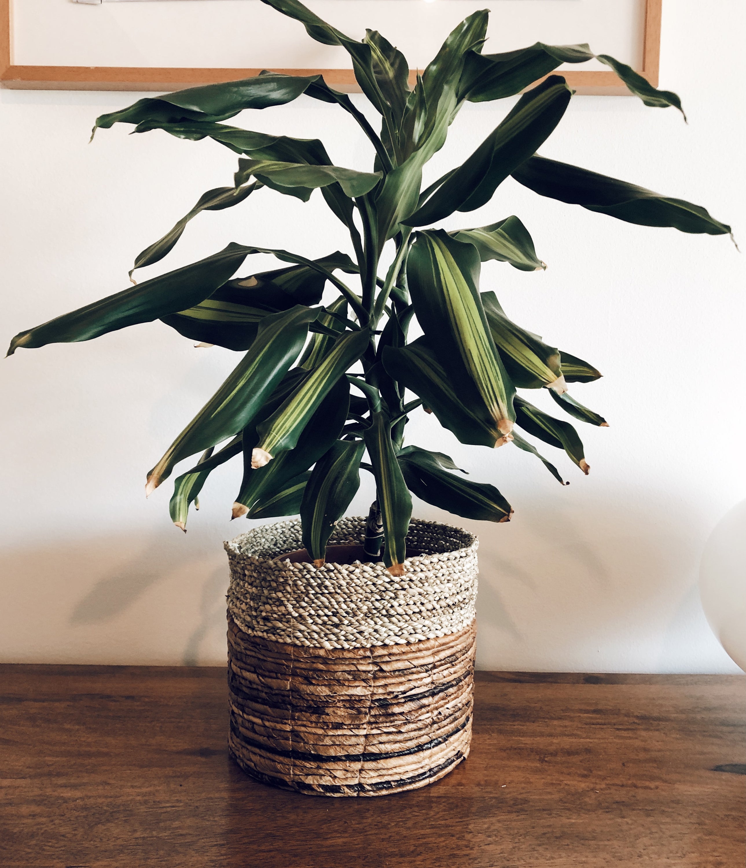 Large Asmara Basket Natural with intricate artisan patterns, perfect for plant pot cover or storage.