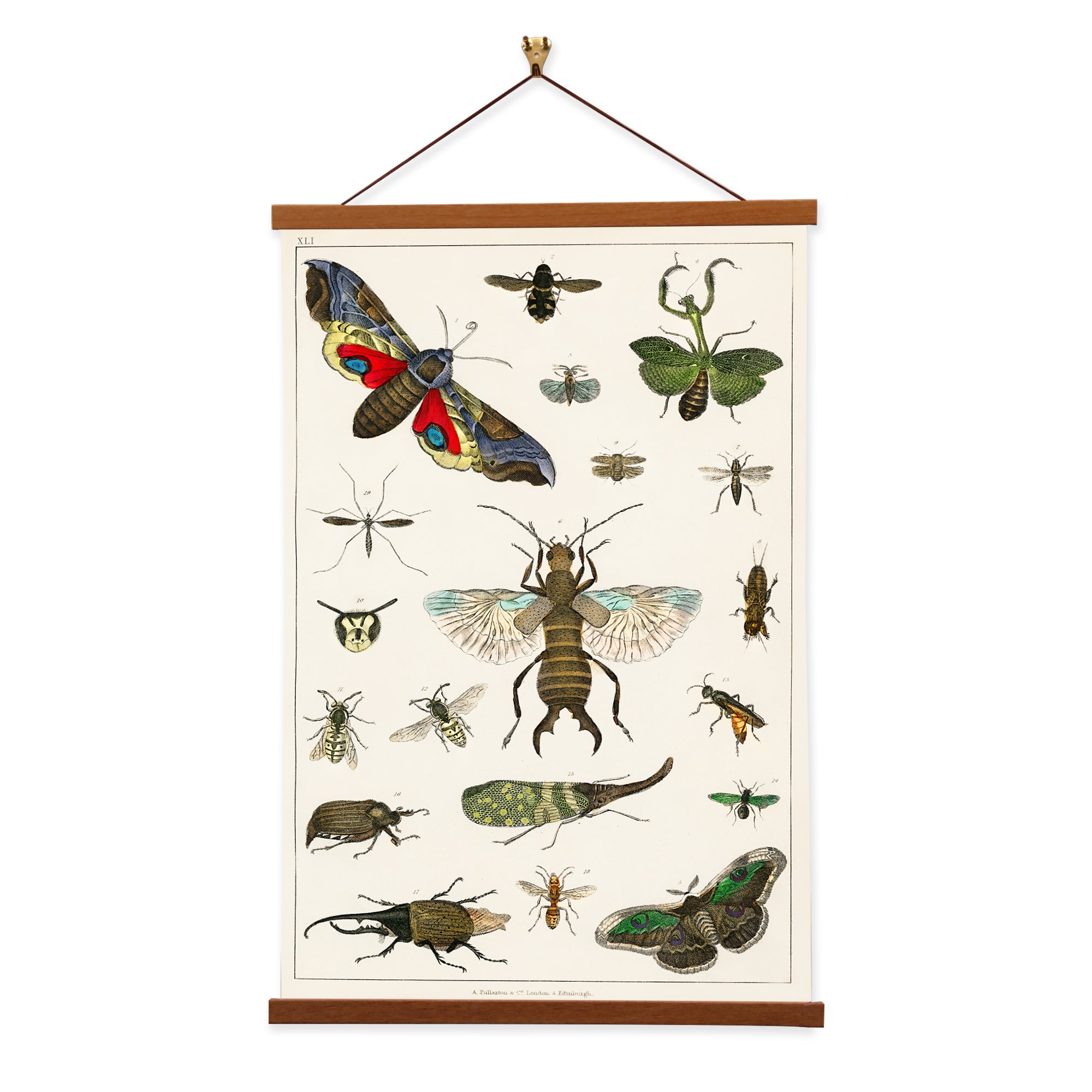 A detailed canvas print of various insects by Oliver Goldsmith, showcasing intricate illustrations and vibrant colors.